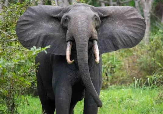 Un éléphant de forêt de face, oreilles déployées et défenses claires, dans la végétation du parc national de Pongara